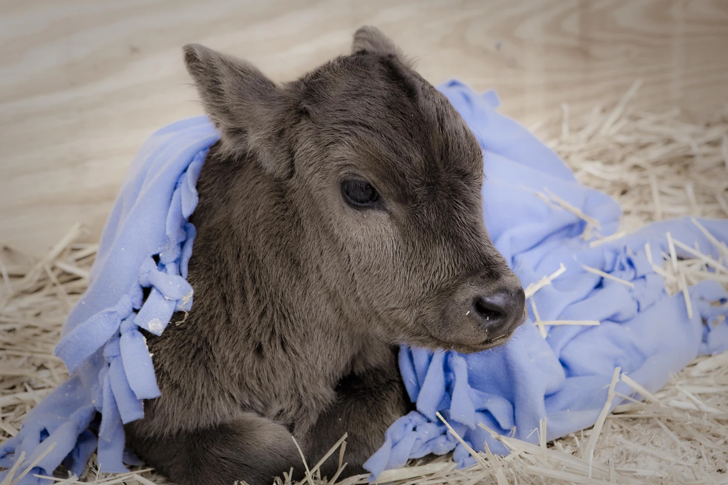 Rescued newborn calf wrapped in a warm fleece blanket resting peacefully on clean straw