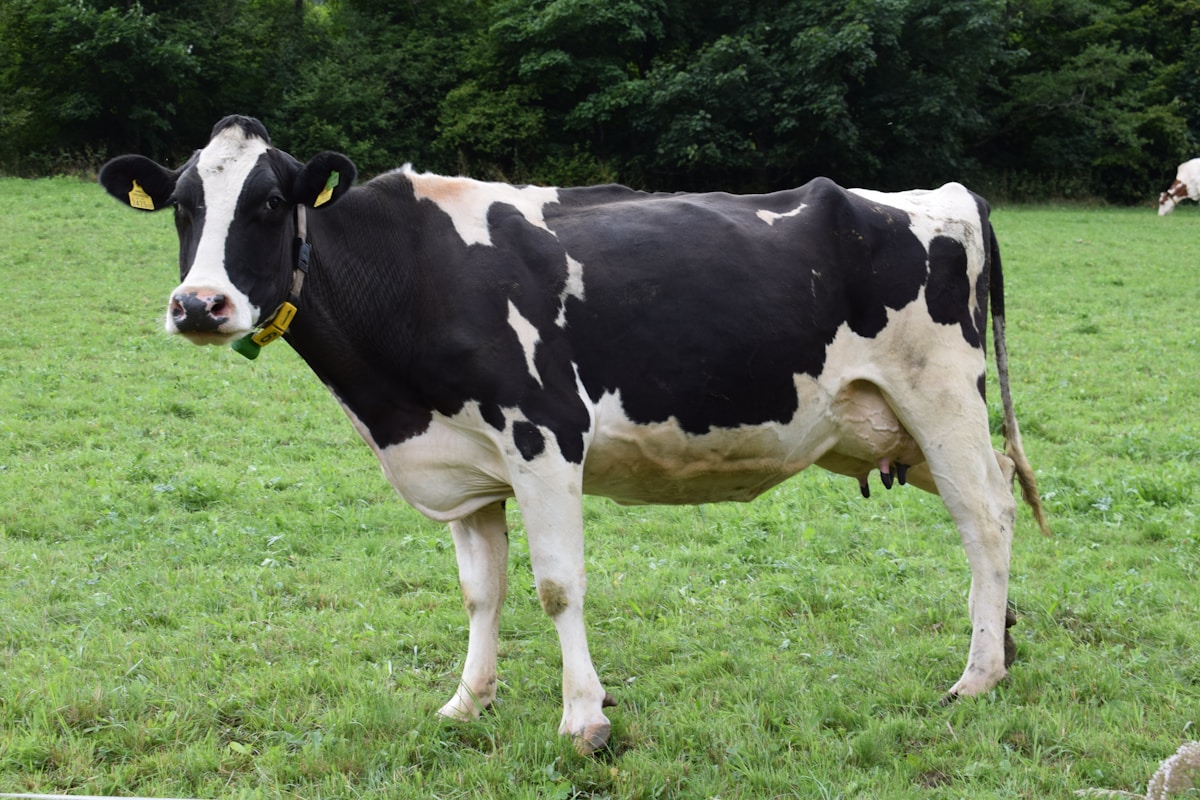 Mother cow and calf grazing freely